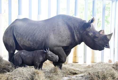 Another Big Baby For Zoo MiamiOn Sunday May 25th, a Black Rhinoceros was born just after 11:00 pm. T