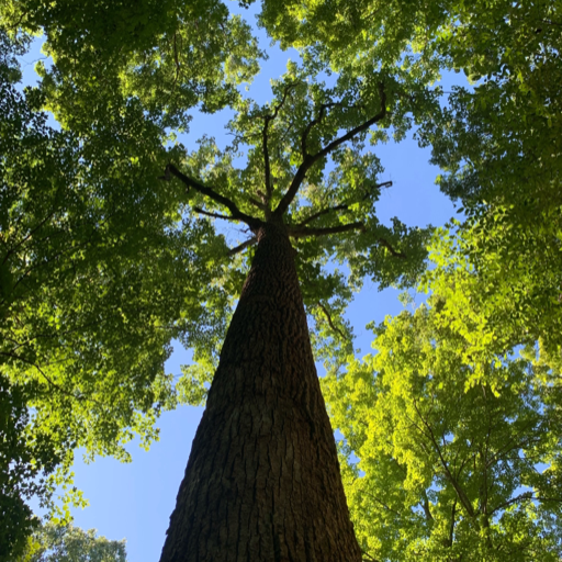 way-out-there:Stopping by Botanical Gardens