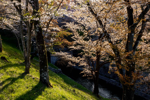琵琶湖疏水の春