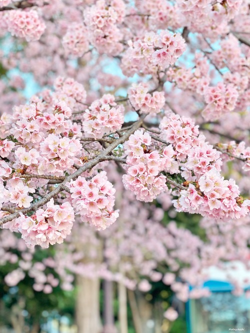  15 March 2022. Sakura blossoms in Ueno Park, Tokyo, Japan 