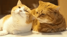 38+ Cute Cat Couple Gif Cartoon Gif