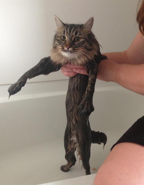 feliciasbitch:  beben-eleben:  Pets who love or hate their bath time  THIS IS MY FAVORITE POST. THERE ARE MANY LIKE IT BUT THIS IS MY FAVORITE. 