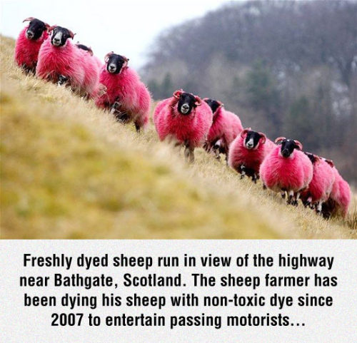 advice-animal:  Pink Sheephttp://advice-animal.tumblr.com/ 