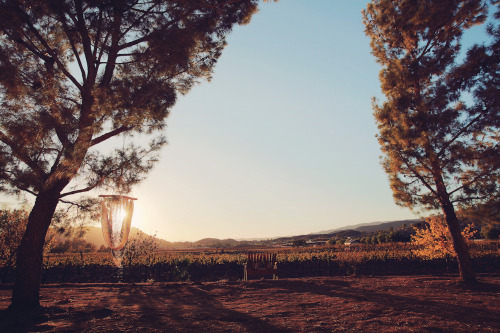 Vineyard in California.