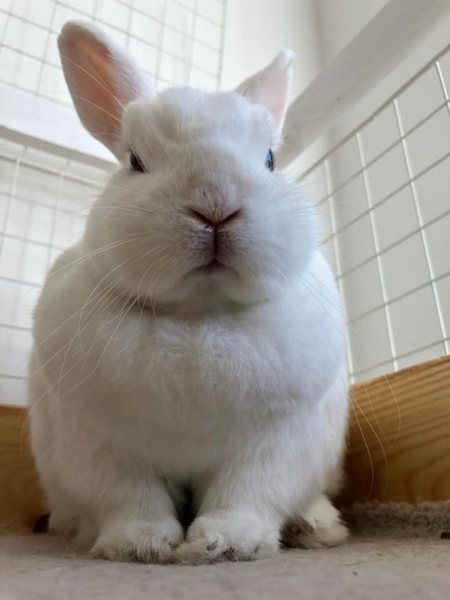 catsbeaversandducks: Resting Bunny Face Photos by Benny Zuffolini