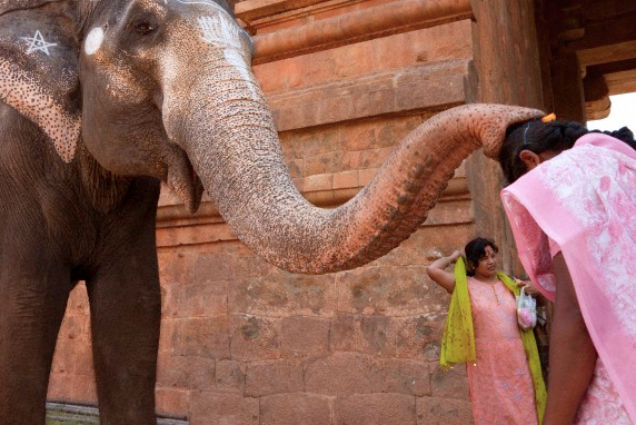 nubbsgalore:  receiving a blessing from an elephant at a holy temple in the indian