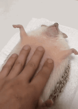 gifsboom:  Video: Chubby Hedgehog Enjoys a Belly Rub