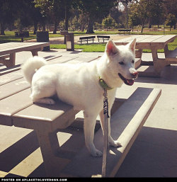 aplacetolovedogs:  Happy Korean Jindo Luna