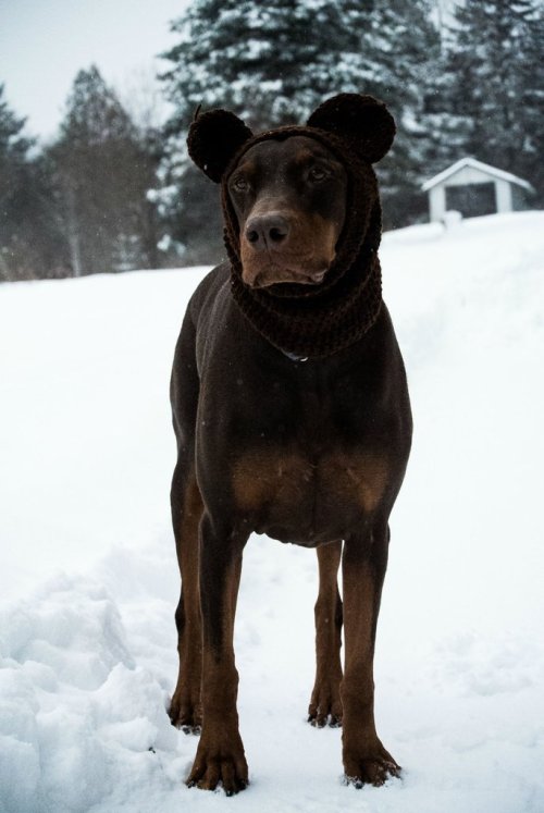 Sex cute-overload:  My dogs ears are prone to pictures