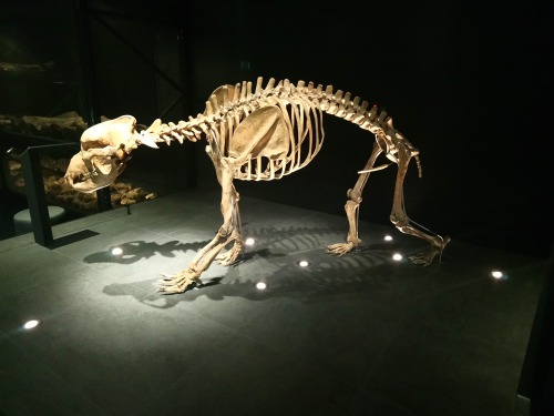 Cave bearThe cave bear lived in Europe and Asia and evolved from the Ursus Deningeri (Deninger&rsquo