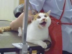 otsune:  Twitter / udama1212: ケツにドライヤー当てられた瞬間のうちの猫の顔
