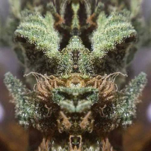 Sex headyhunter:  The Kush Dragon…. He guards pictures