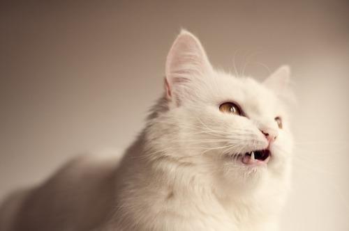 maybe-you-need-this: Cats are weird (: