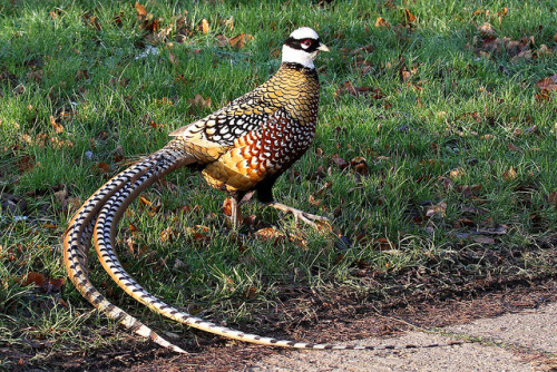 potatobirds:Reeves Pheasant(beautifulnow.is, zoochat.com, margaret holland)