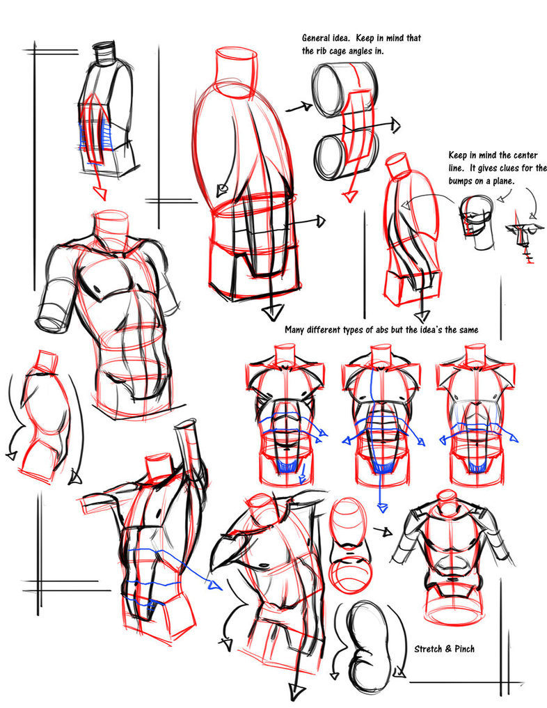 drawingden:  Anatomy Notes by FUNKYMONKEY1945Please do not remove the artist’s