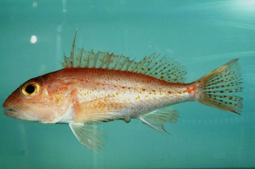 Longspine scorpionfishPontinus longispinisC NOAA/NMFS/SEFSC, CC 2.0