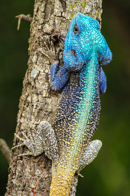 libutron: Colourful blue-headed Agama lizard in South Africa | ©Simon Pierce   A male