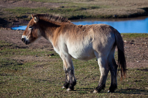 loveamongthesailors:przewalskis horse appreciation … keep on keeping on you magnificent littl