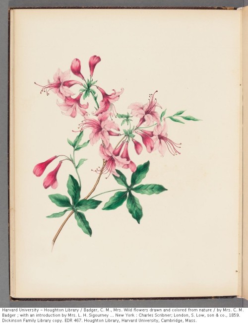 Badger, C. M., Mrs. Wild flowers drawn and colored from nature, 1859.EDR 467Houghton Library, Harvar