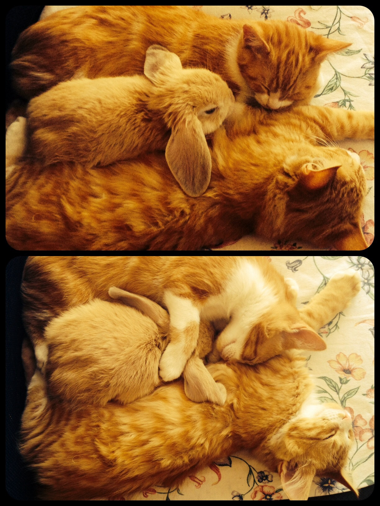thalleal:  A delightful stranger in the nest. 