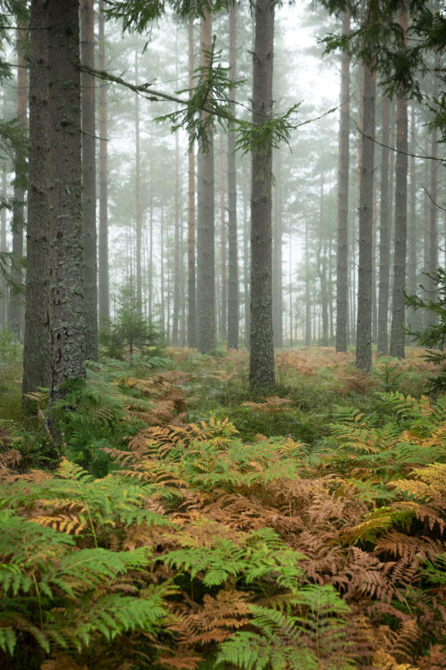 trees by magnus dovlind