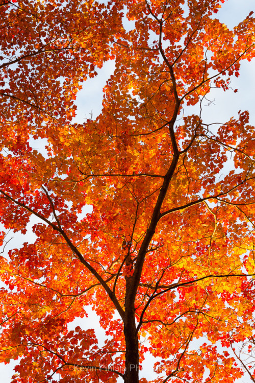 Looking Up.