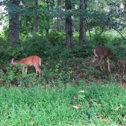 🦌 💚 (at Princeton D&R Canal) https://www.instagram.com/p/B2agFoZhthT/?igshid=ytuzbyjv7det