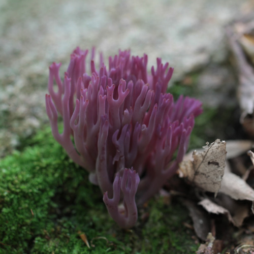 troika33:  Clavaria Zollingeri, commonly known as the Violet Coral or the Magenta Coral Meadowood Pa