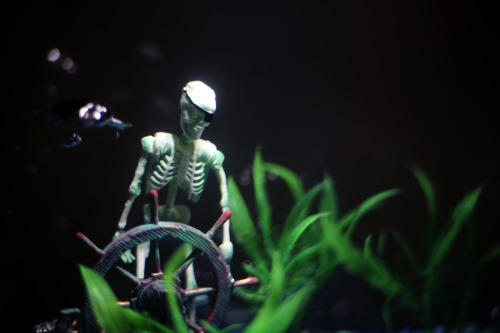 plastic aquarium skeleton