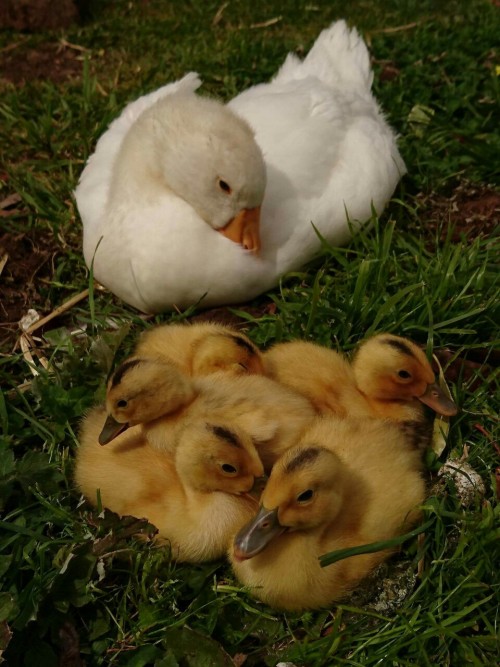 ducklingcentral: noivern: babbies babbies.