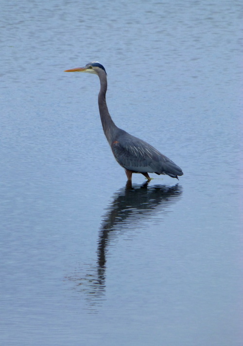 Great Blue, Lopez Island, WA, 2017