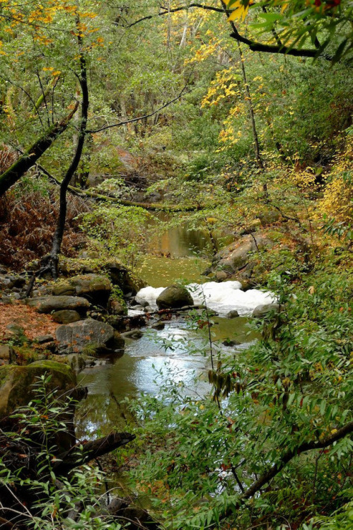 San Francisquito Creek by alice cummings