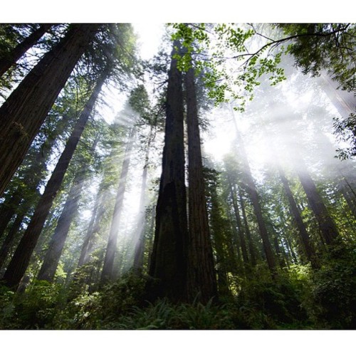 #myhappyplace #northerncalifornia #redwoods @natgeo #natgeo #wildcalifornia #travel #adventure #expl