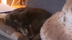 The cat looks comfortable on her Alpaca cushion&hellip;