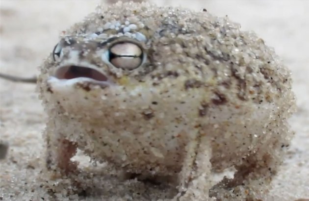   greasybeast:  important pictures of angry frogs   