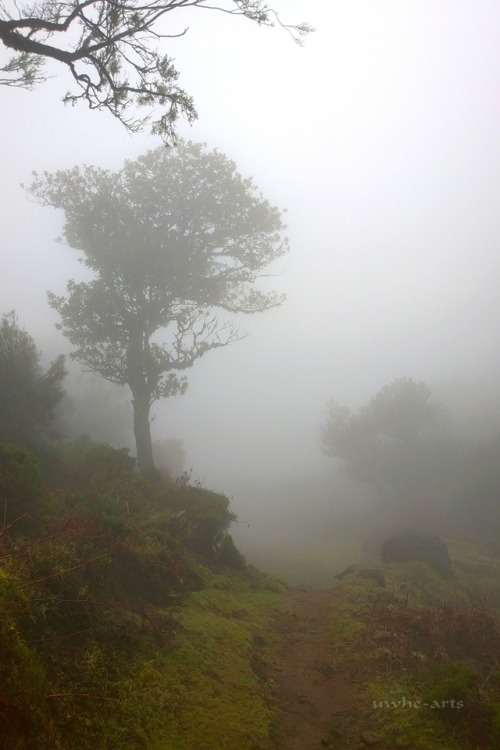 uwhe-arts:paths in the fog … | uwhe-arts