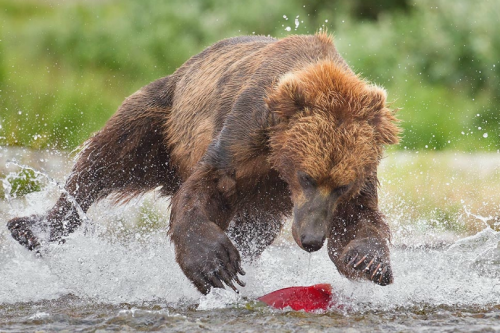 rebexorcist:  tulipnight:  Bear catching salmon by  Tin Man  @artemispanthar