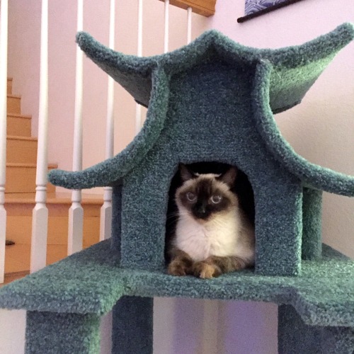 I am pleased with the new cat tree purchase. I think they are sold as well. 