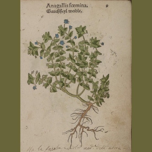 &ldquo;De historia stirpium commentarii&rdquo; is a beautiful book created by German physici