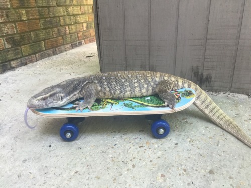 kr-studios: theslinkylizard: iguanamouth: theslinkylizard: I finally found Odin a skateboard! @iguan