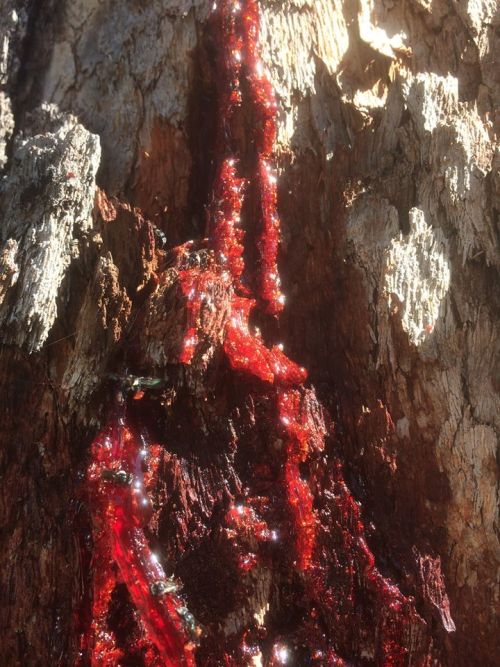 prominent-nipple:
native stingless bees collecting sap from m’bloodwood tree 