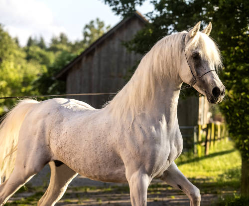 horsesarecreatures: Al Tair Mounaz El Din - 2010 Straight Egyptian Arabian Stallion