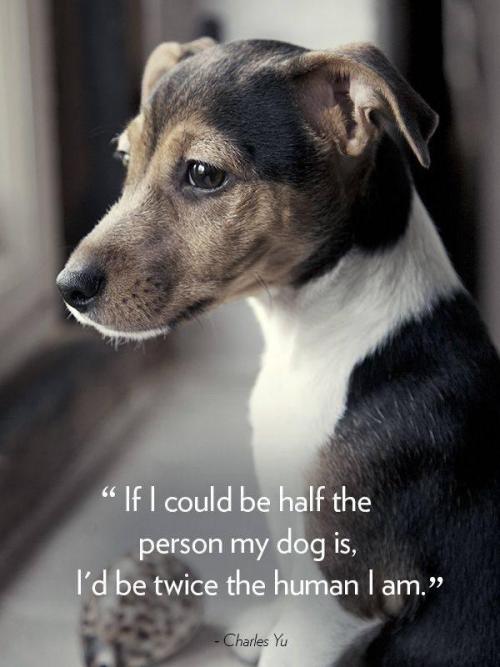 berryworthy:Loving Quotes About Dogs : theBERRY