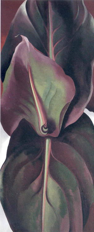 Canna Leaves, 1925, Georgia O'Keeffe