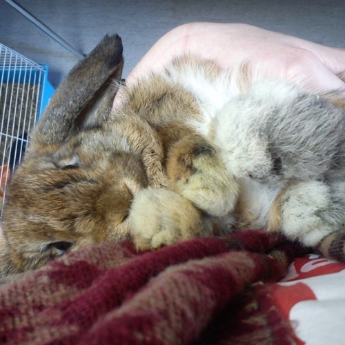 This rabbit knows how to be super cute #bunny #rabbit #cwtches