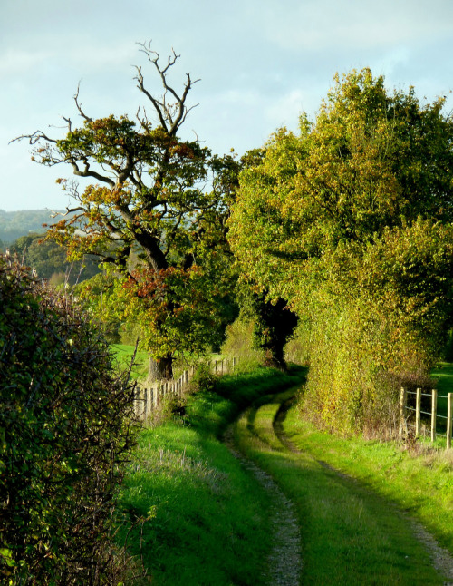 wanderthewood:Lane to Cheesedown Farm, Hampshire, England by Jayembee69