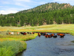 markwballard: “Colorado Stream Crossing” - Longhorn Cattle Photography - © Mark W. Ballard A herd of longhorn cattle cross the South Platte River near Lake George and Florissant Colorado. 