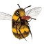 spoonie-humblebee