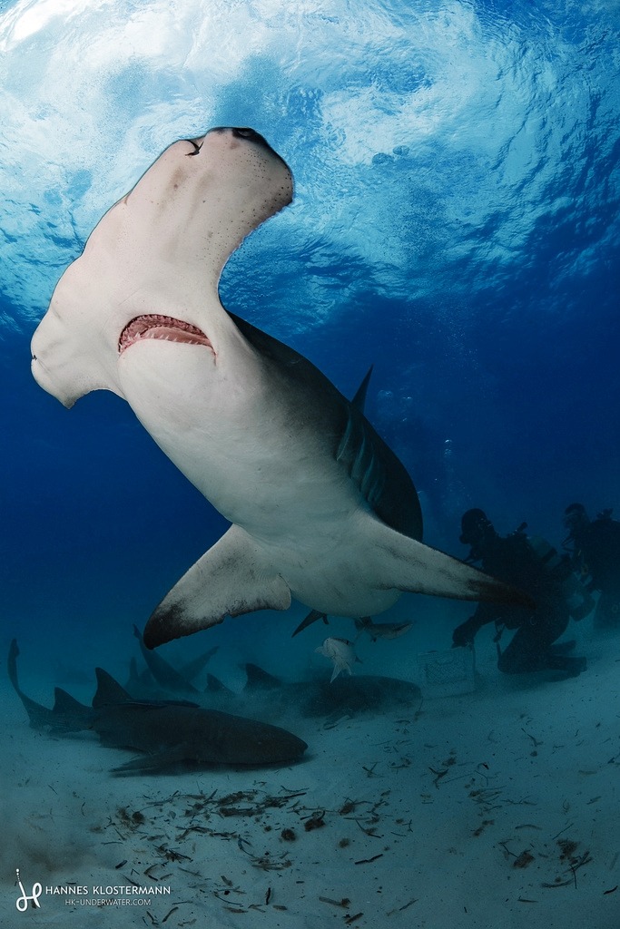 This beautiful great hammerhead was one of the stars of my recent trip ...