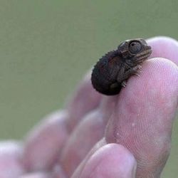 pinkoddity73: Tiny! #chameleon #tiny #baby